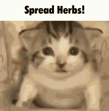 Spread Herbs Cookie Run Puzzleworld GIF