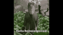 Hello Honsie Ponsie GIF - Hello Honsie Ponsie GIFs