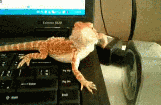 Hi Chipkali GIF - Funny Lizard Computer - Discover & Share GIFs