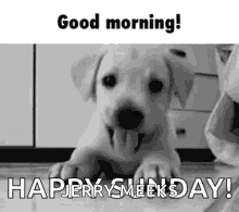 Greeting Puppy GIF - Greeting Puppy Excited GIFs