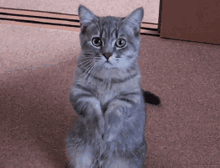 Catroll Ricroll GIF - Catroll Ricroll Cat GIFs
