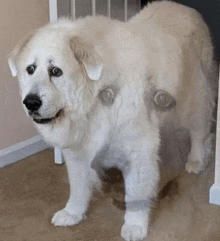 a white dog is standing in a room with a reflection of a person 's face behind it .