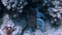 octopus viralhog octopus hides amongst coral coral blending in
