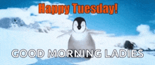 Happy Tuesday Penguin GIF - Happy Tuesday Tuesday Penguin GIFs