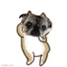 Woody Pug GIF - Woody Pug Dance GIFs
