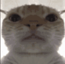 Cat Rip Bozo GIF - Cat Rip Bozo GIFs