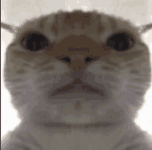 cats icons Memes & GIFs - Imgflip