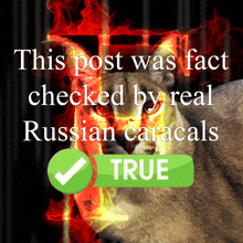 a picture of a russian caracal with the words this post was fact checked by real russian caracals below it