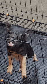 a pig is standing in a cage with its mouth open