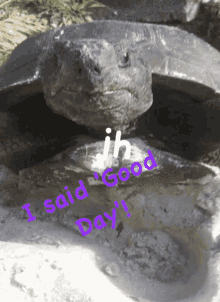 Turtle Good Day GIF - Turtle Good Day Jh GIFs