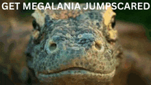 Megalania GIF - Megalania GIFs