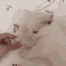 a person is petting a white cat while it sleeps on a bed .