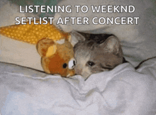 a cat laying next to a teddy bear with the words listening to weekend setlist after concert