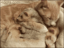 Ferret Cat GIF - Ferret Cat Hug GIFs