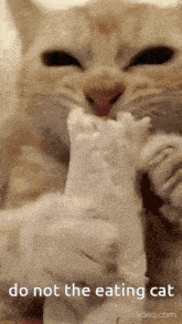 Do Not The Cat Gif GIF