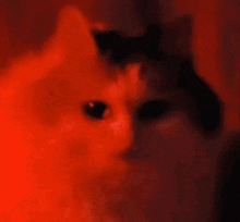 Red Evil Cat GIF - Red Evil Cat Angry Cat GIFs