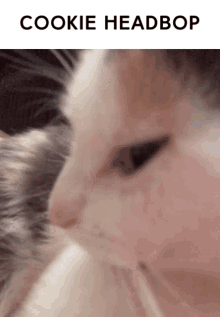 Cookie Cat GIF - Cookie Cat Sus GIFs