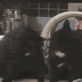 two black cats are licking each other in a kitchen sink