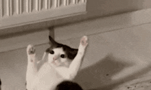 Wow Shocked GIF - Wow Shocked Cat Shocked GIFs