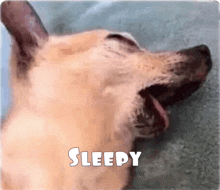 a close up of a dog yawning with the word sleepy above it