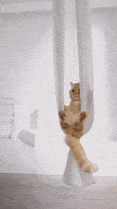 Chill Cat Relaxing Cat GIF - Chill Cat Relaxing Cat Relaxed Cat GIFs