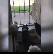 Shocked Cats Dog GIF - Shocked Cats Dog Bird Watching GIFs