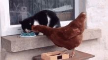 cat slap chicken funny animals cute
