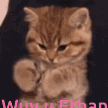 Wuv Cat GIF - Wuv Cat Paws GIFs