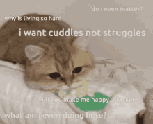 why is living so hard i want cuddles not struggles sad cat cat sad