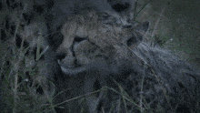 a cheetah cub is laying in the grass with its mother