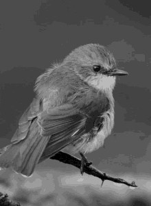 Bird Grey Bird GIF - Bird Grey Bird Cute GIFs