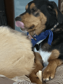 Googz Licking GIF - Googz Licking Dog GIFs
