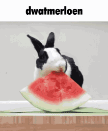 Watermelon Bunny GIF - Watermelon Bunny Rabbit GIFs
