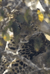 Leopard Hidden GIF - Leopard Hidden Starring GIFs