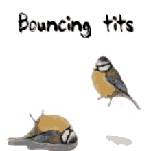 Bouncing Tits Birds GIF - Bouncing Tits Birds GIFs