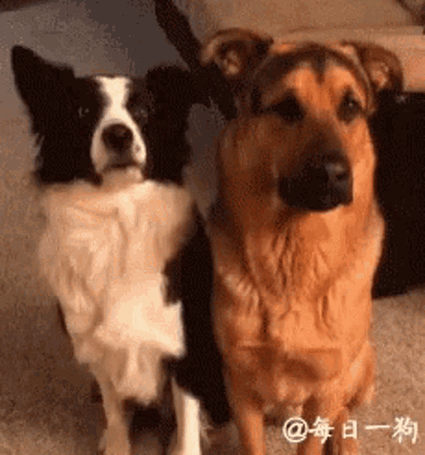 Dogs Puppy GIF - Dogs Puppy Cuddle GIFs