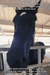 a horse is standing in a fenced in area with the caption devereaux