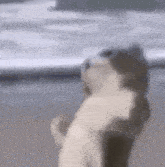 a blurry picture of a dog looking up at the sky