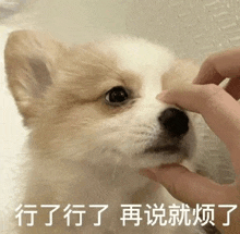 a person is petting a small dog 's nose with their hand .