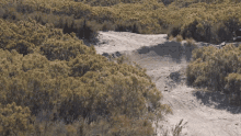 a dirt road is surrounded by trees and bushes in the desert