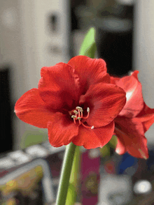 Amaryllis Flower Images GIF - Amaryllis Flower Images GIFs