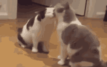 Cat Love Cat GIF - Cat Love Cat Kisses GIFs