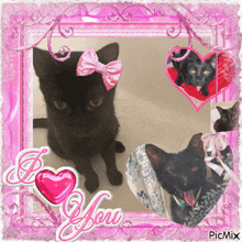 a picture of a black cat in a pink frame with the words i love you on the bottom
