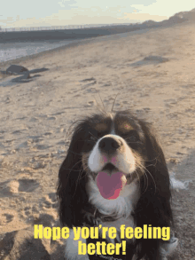 Hope Youre Feeling Better Dog GIF - Hope Youre Feeling Better Dog Sand GIFs