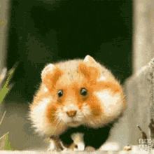 Hamster Explosion GIF - Hamster Explosion GIFs