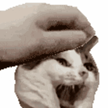 cat kitten minnie bongus pet