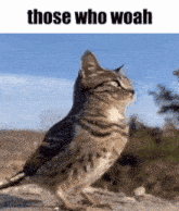 a cat standing next to a bird with the words those who woah written above it