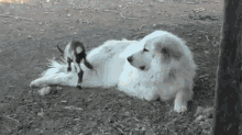 Dogpile! GIF - Dog Goat Tackle GIFs