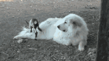 GIF