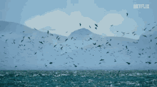 birds flying hunting our planet coastal seas
